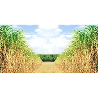 Sugarcane Procurement