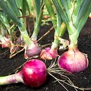 Onion Seed
