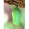 Emerging From The Cocoon