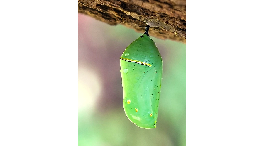 Emerging From The Cocoon