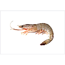 Raw Vannamei White Shrimp (Shellon)