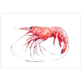 Deep Sea Shrimp