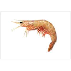 Choodan (Pink Shrimps) / Kapsi