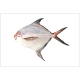 Silver Pomfret