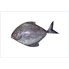 Black Pomfret
