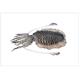 Cuttle fish (Sepia pharaohnis)