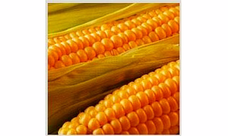 Yellow Maize