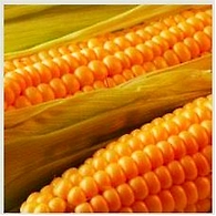 Yellow Maize