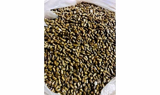 CASSIA TORA SEED