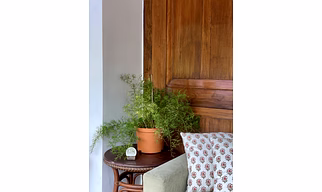 Asparagus Fern