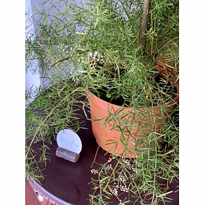 Asparagus Fern
