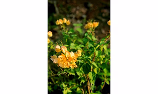 Bougainvillea
