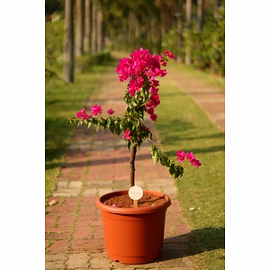 Bougainvillea