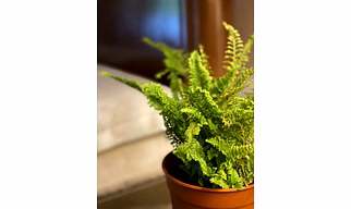 Boston Fern
