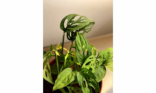 The Broken Heart Plant