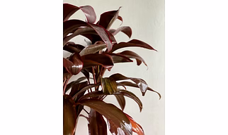 Cordyline