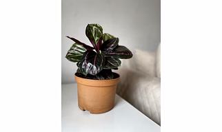 Calathea Marion