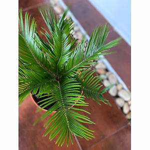 Cycas Palm