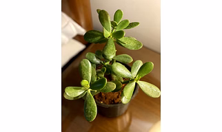 Crassula