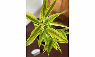 Dracena Lemon Lime