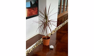 Dragon Tree