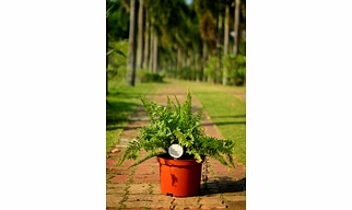 Fishtail Fern
