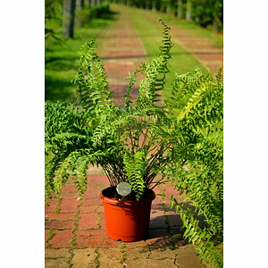 Fishtail Fern