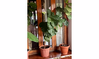 Fiddle Leaf Fig