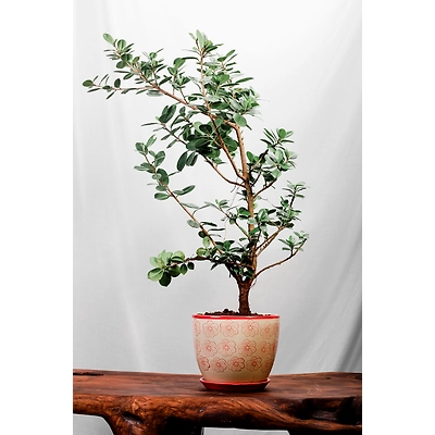 Ficus Panda