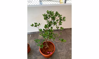 Ficus Panda