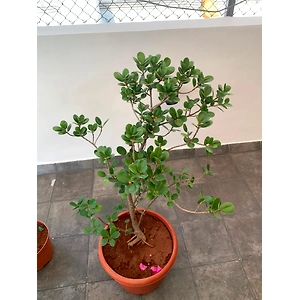 Ficus Panda