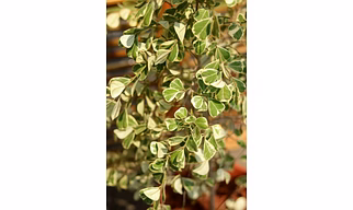 Ficus Safari