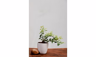 Golden Duranta