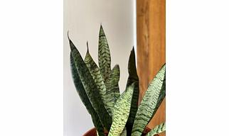 Green Snake Plant