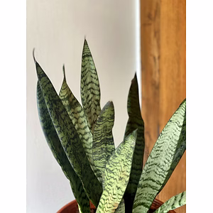 Green Snake Plant