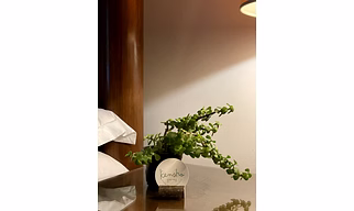 Jade Plant