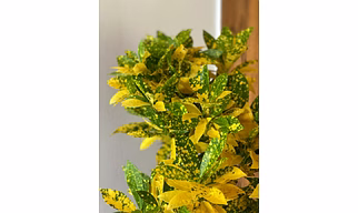 Lemon Croton