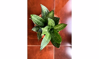 Mini Snake Plant