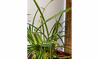 Pandanus