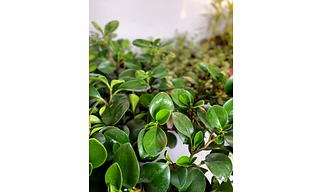 Peperomia Green Plant