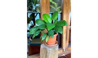Peace Lily