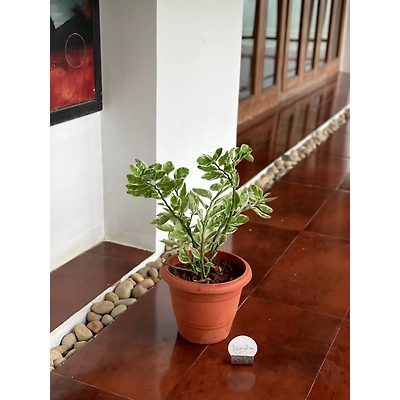 Pedilanthus