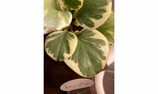Peperomia Variegated