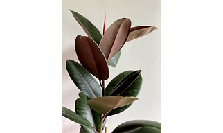 Rubber Plant