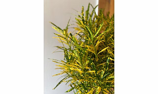 Ribbon Croton