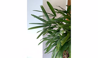 Rhapis Palm