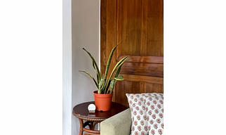 Yellow Green Snake Plant
