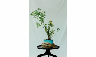 Yellow Lantana