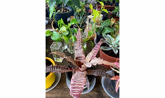 Cryptanthus Black