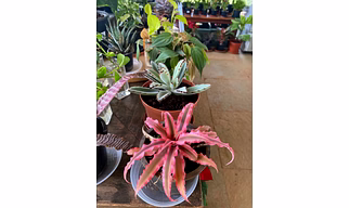 Cryptanthus Pink